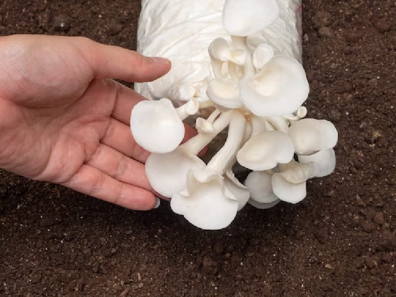 mushroom farms in florida