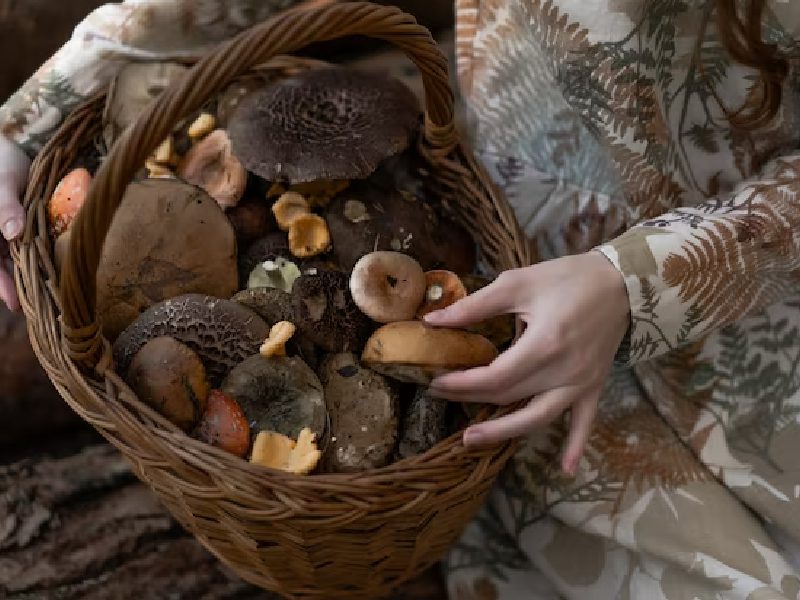 mushroom farms in florida