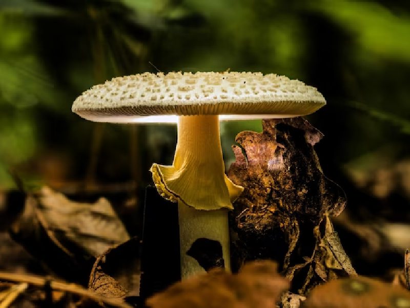 mushroom farms in florida